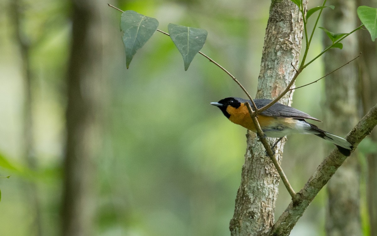 Spectacled Monarch - Ian Davies