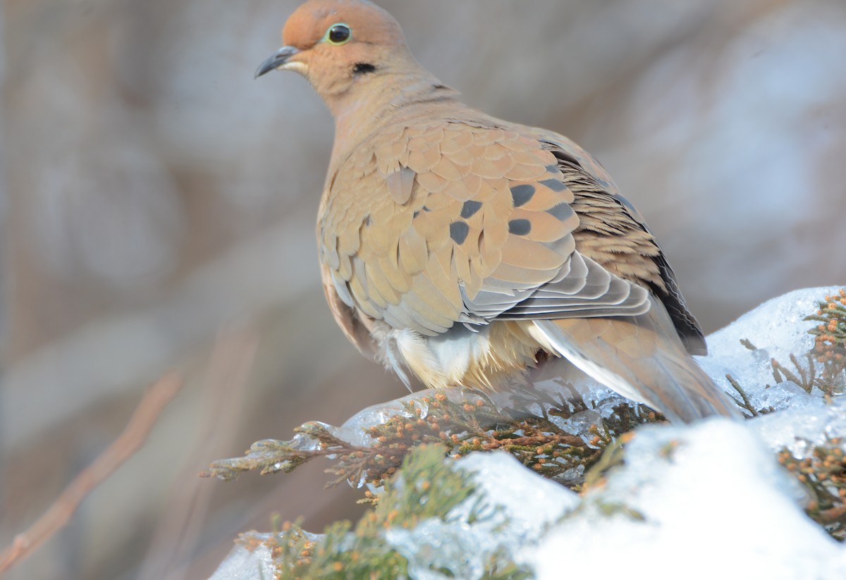 Mourning Dove - ML79188781