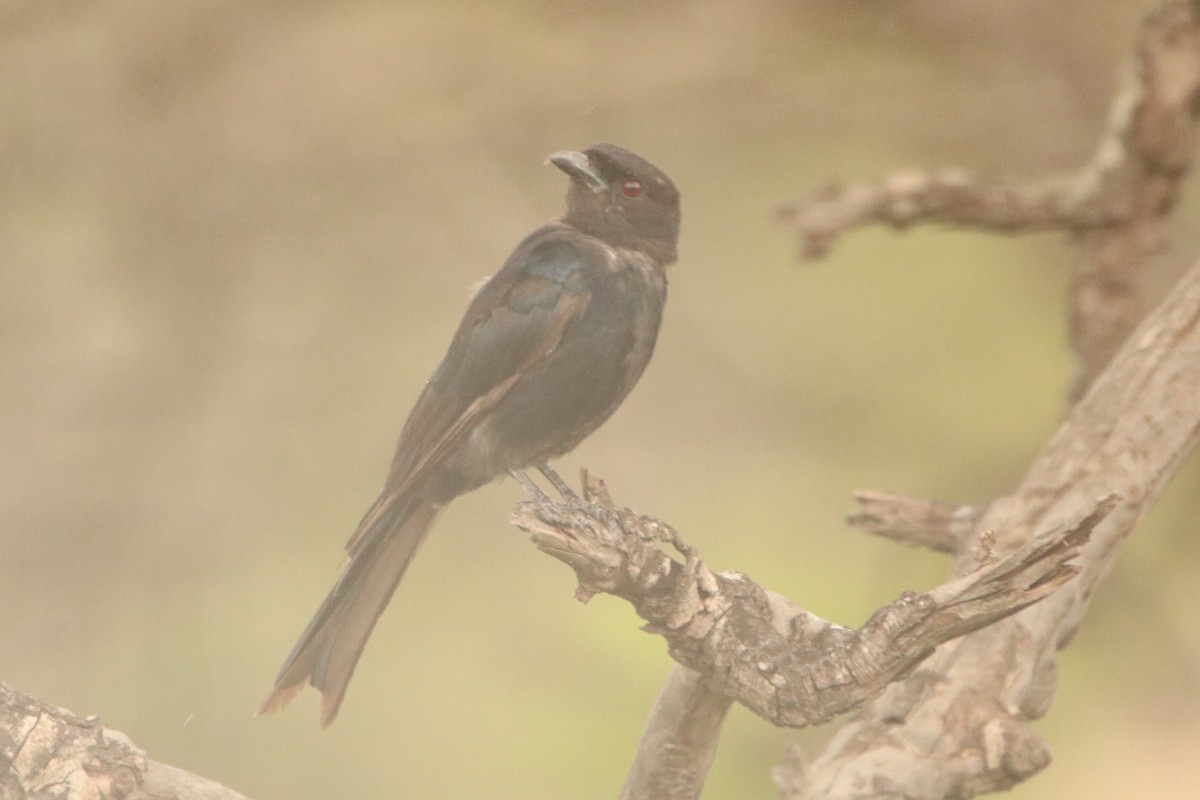 Fork-tailed Drongo - ML79189101
