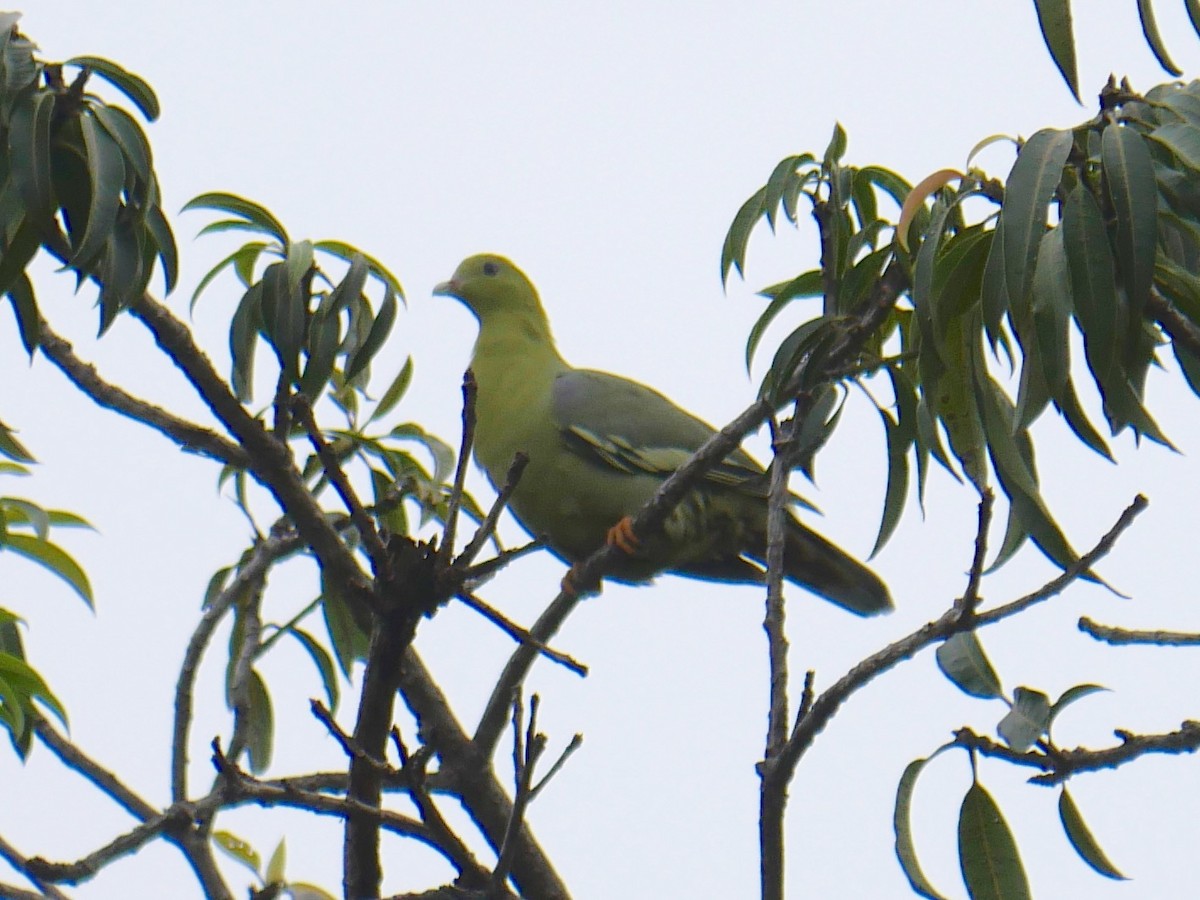 Madagaskar Yeşil Güvercini - ML79189111