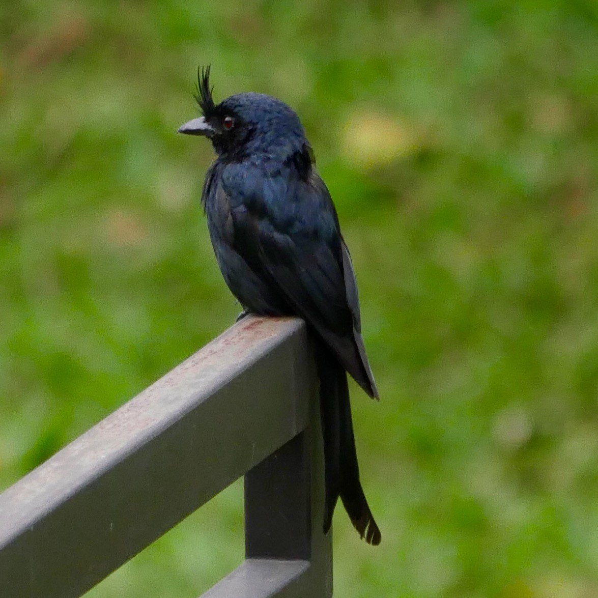 Sorguçlu Drongo (forficatus) - ML79189161