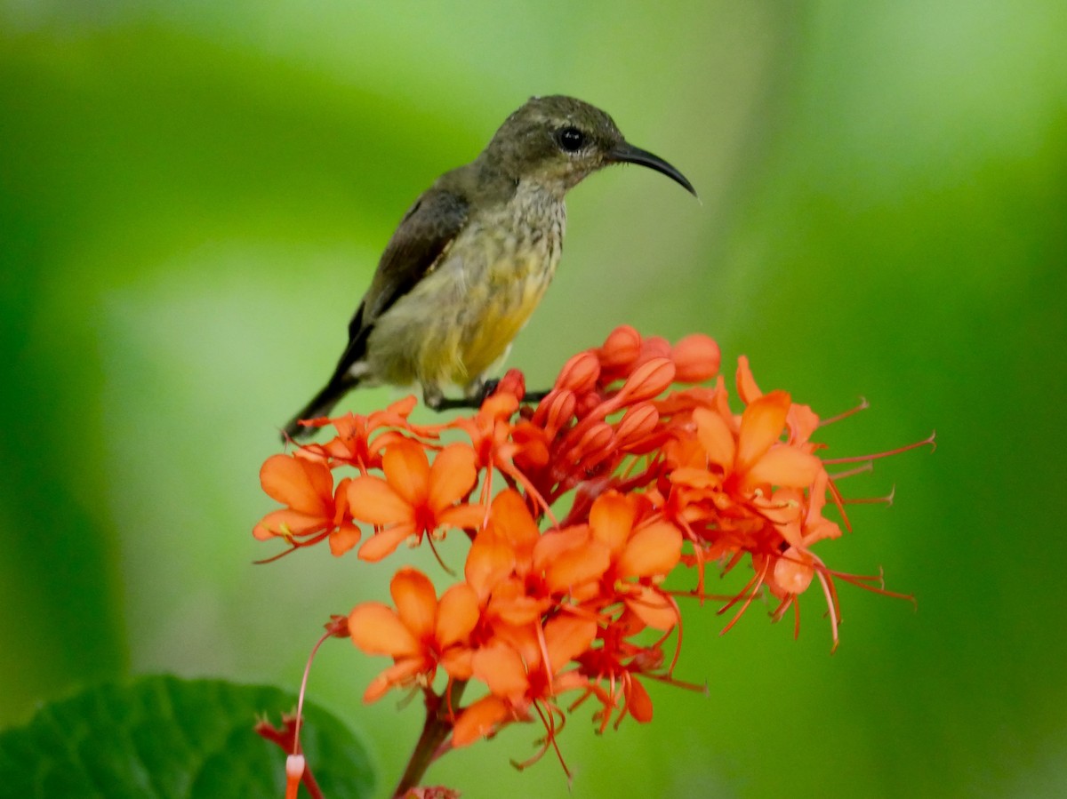 Souimanga Sunbird - ML79189201