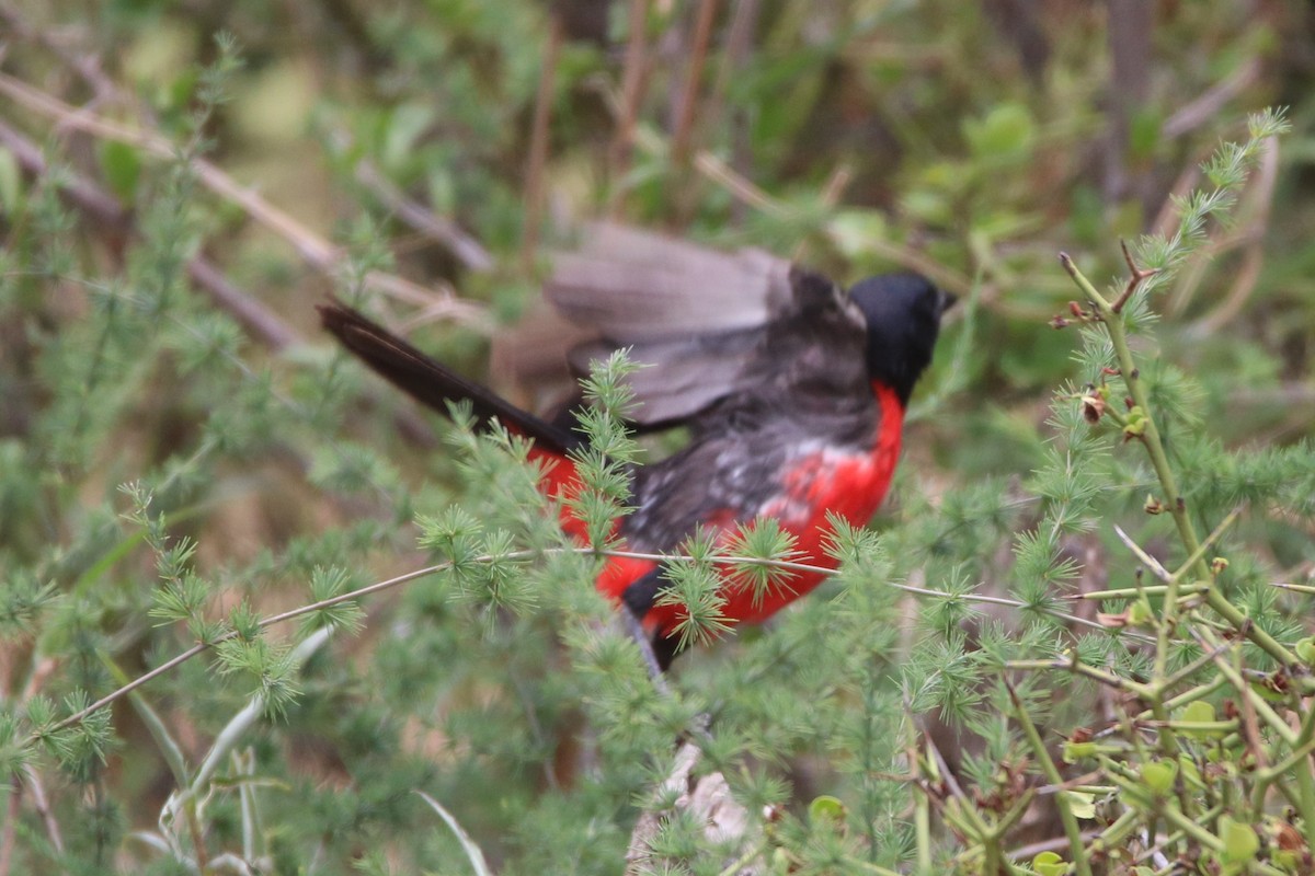 Crimson-breasted Gonolek - ML79189221