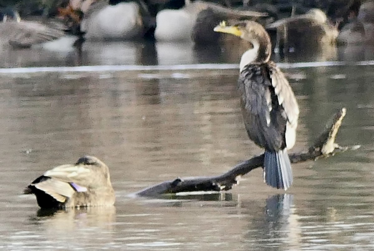 Phalacrocoracidae, unbestimmt - ML79189981