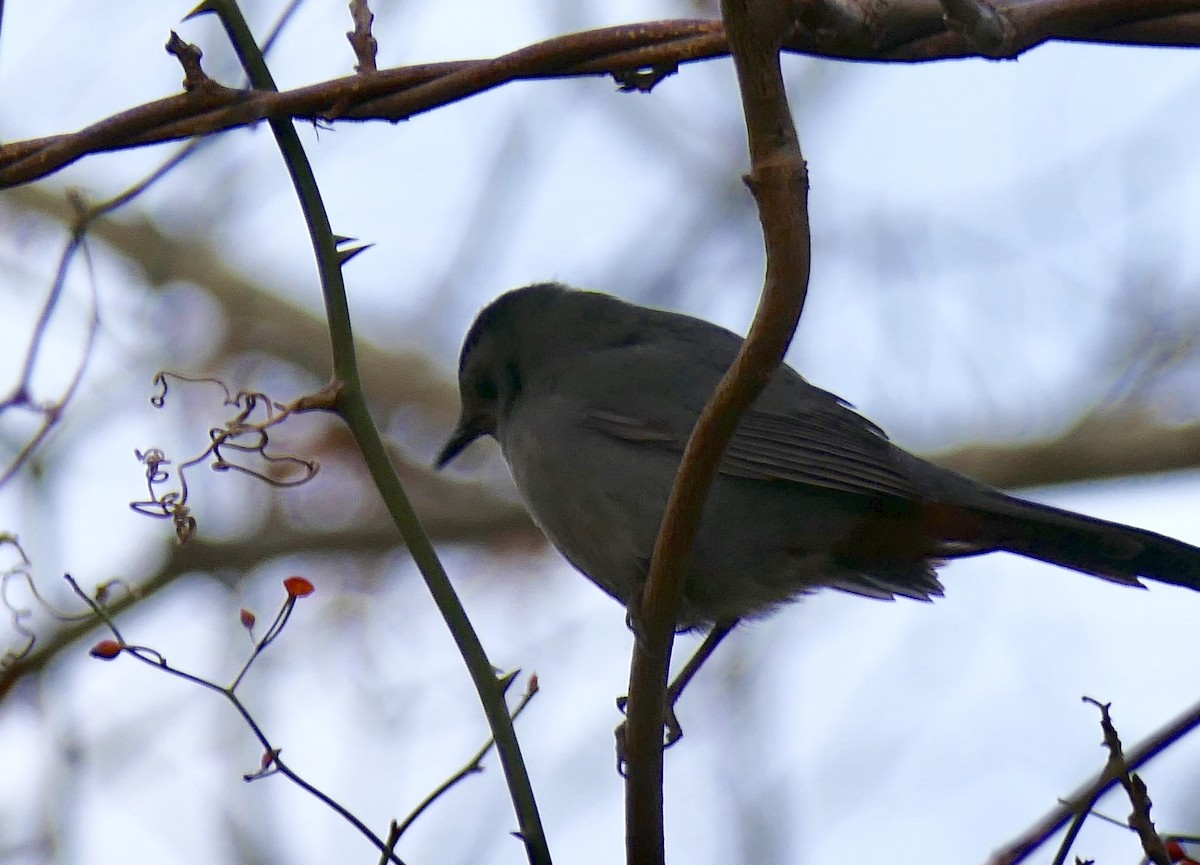 Gray Catbird - ML79190201
