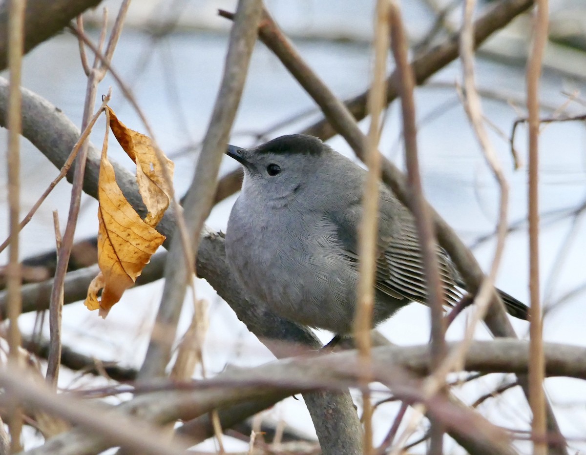 Gray Catbird - ML79190211