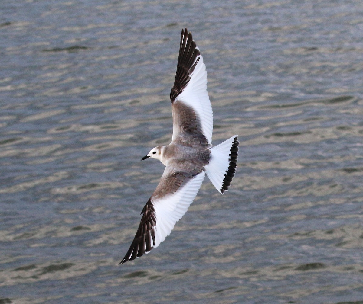 Sabine's Gull - ML79195631
