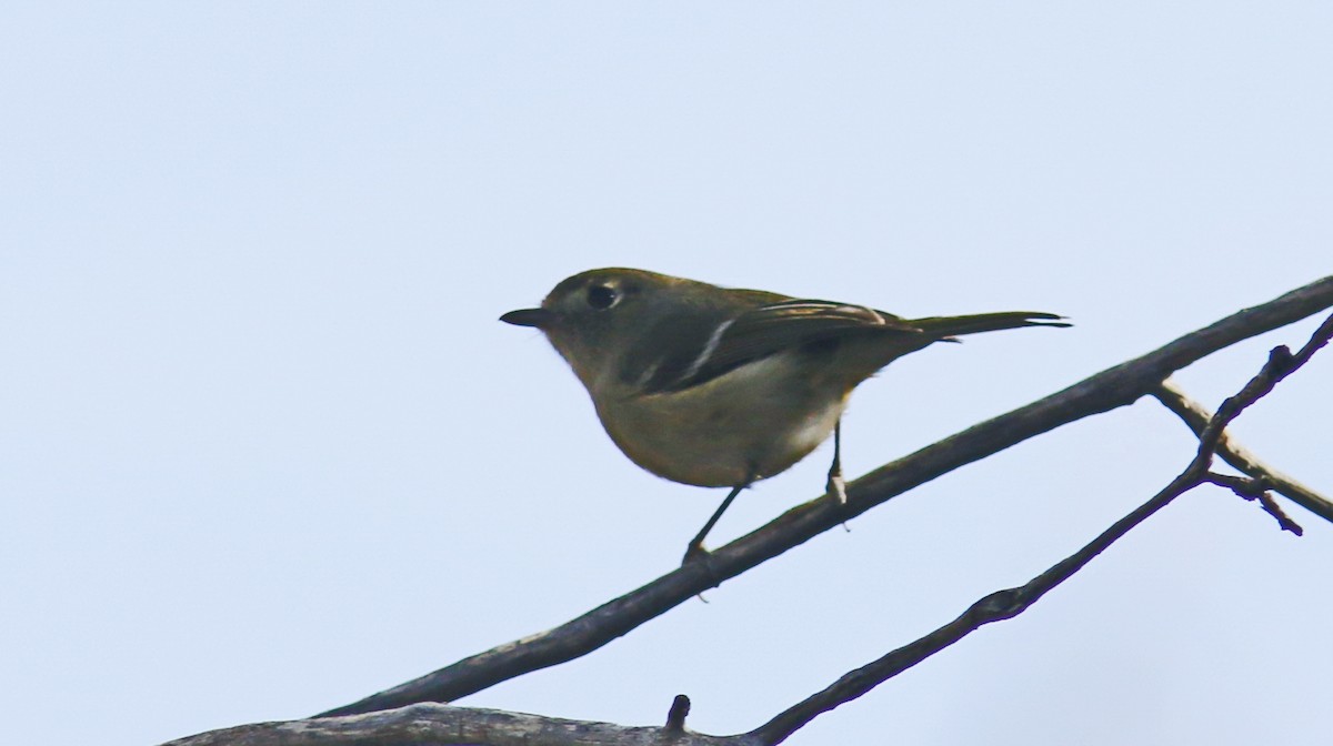 Hutton's Vireo - ML79197631