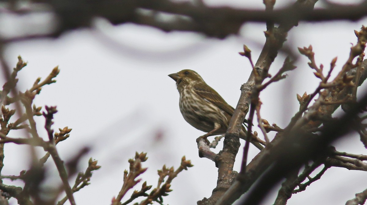 Purple Finch - ML79197831