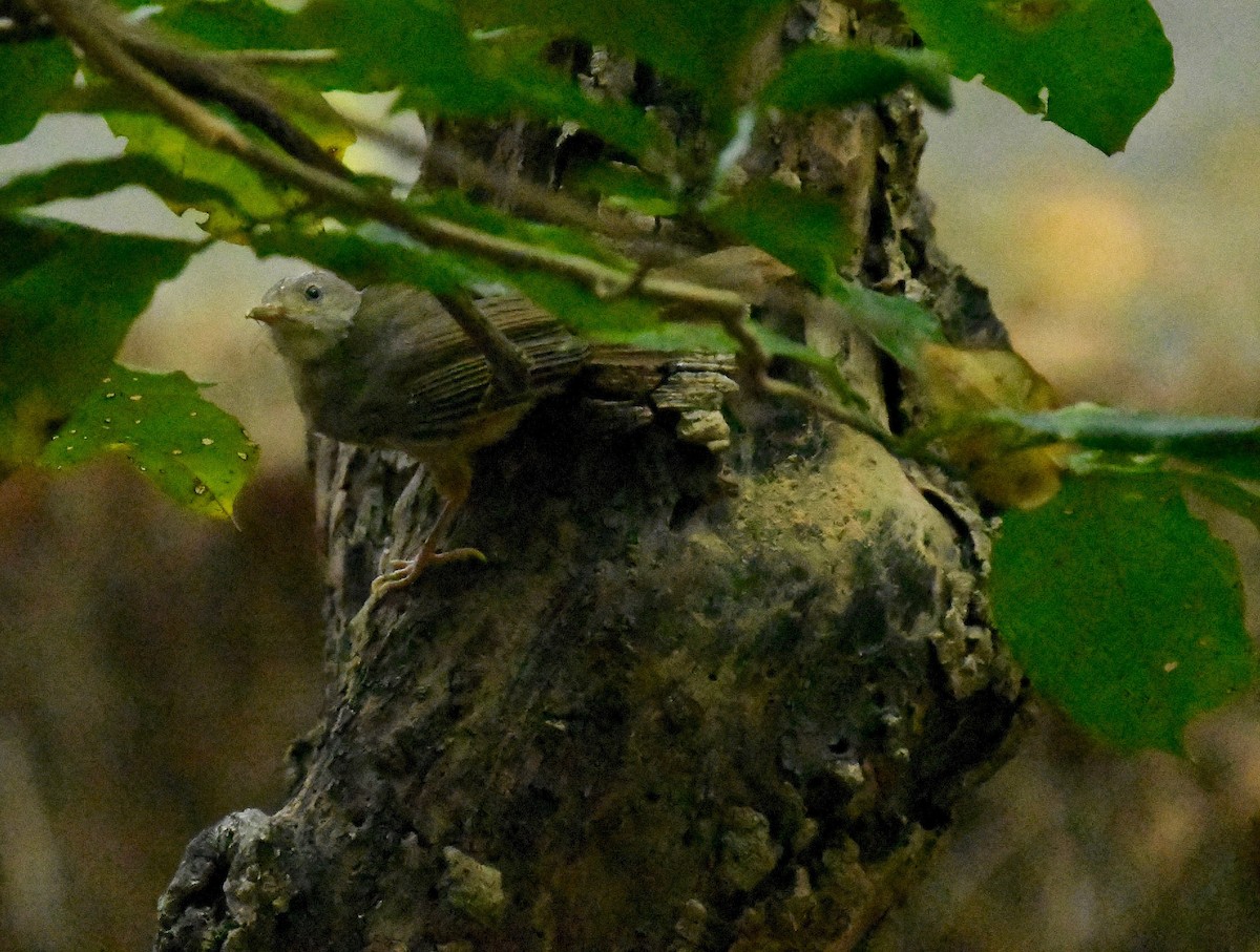 Bulbul sp. (Phyllastrephus sp.) - ML79198071