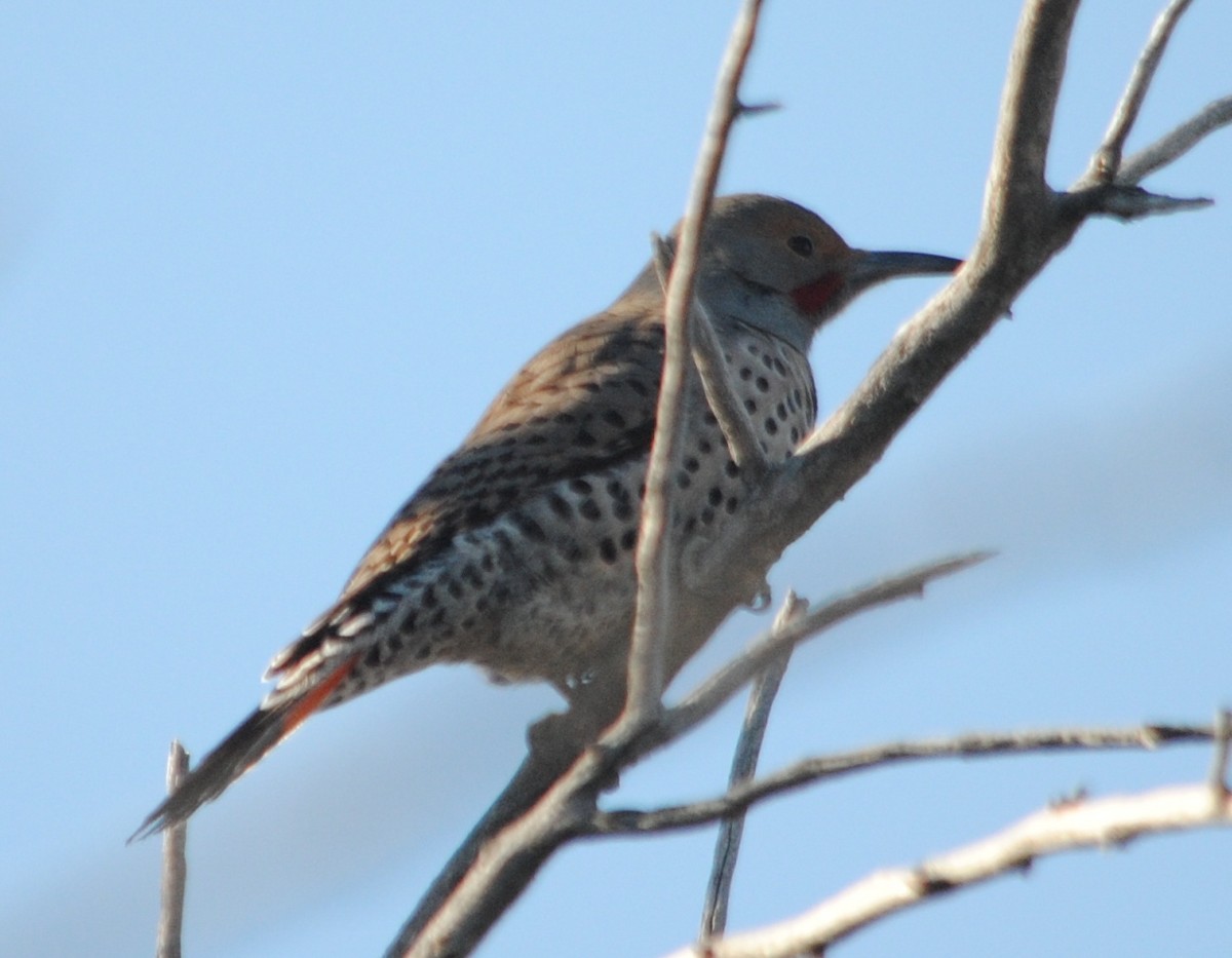 Northern Flicker (Red-shafted) - ML79198601