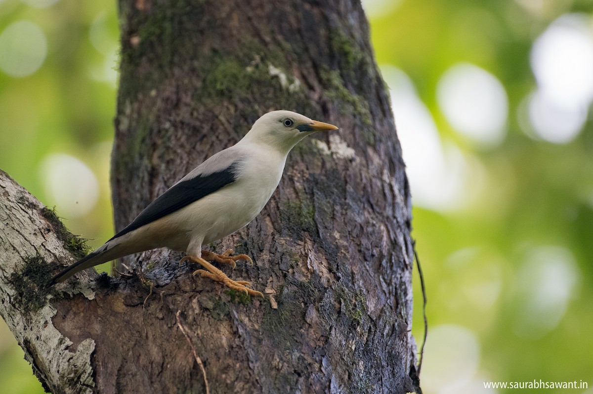 White-headed Starling - Saurabh Sawant