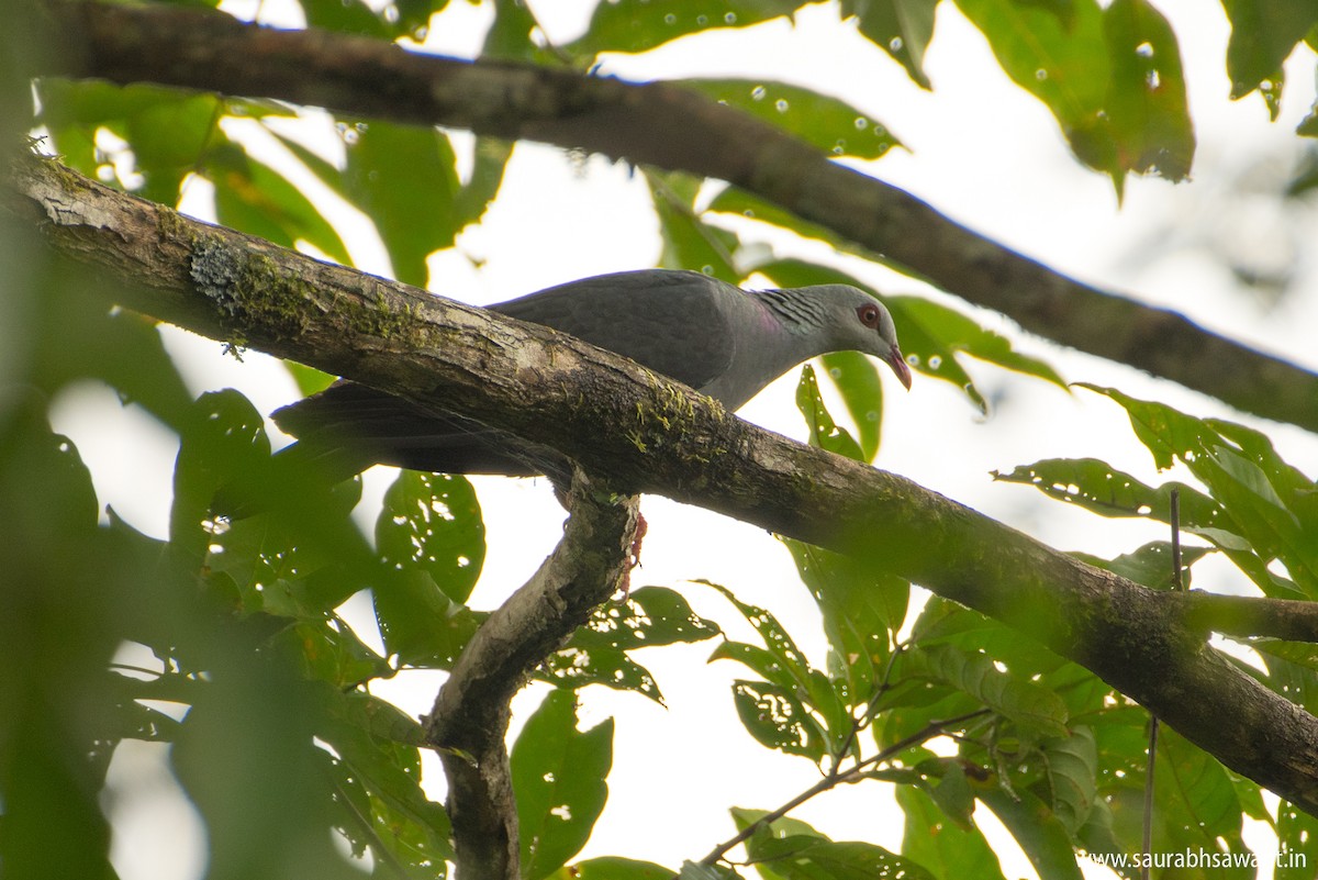 Andaman Wood-Pigeon - Saurabh Sawant