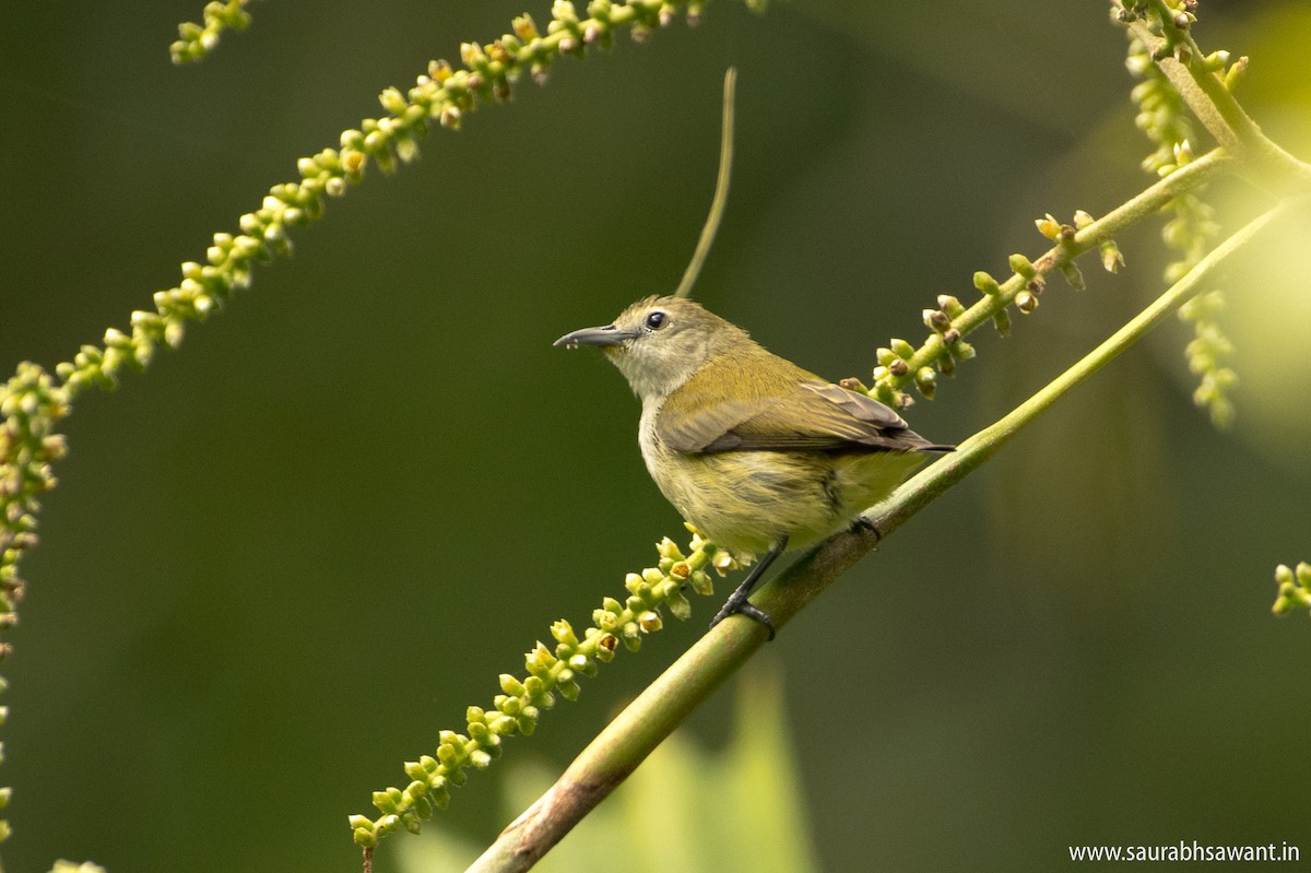 Andaman Flowerpecker - Saurabh Sawant