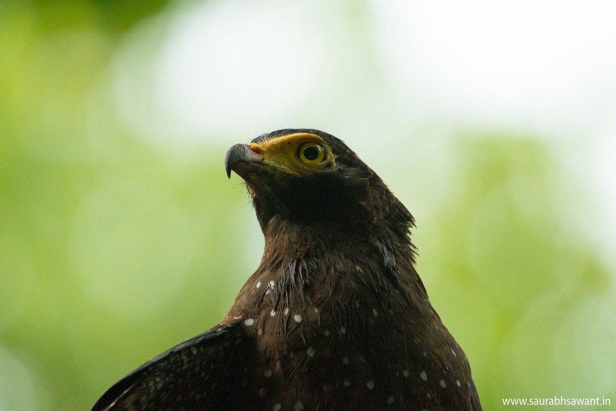 Andaman Serpent-Eagle - ML79199601