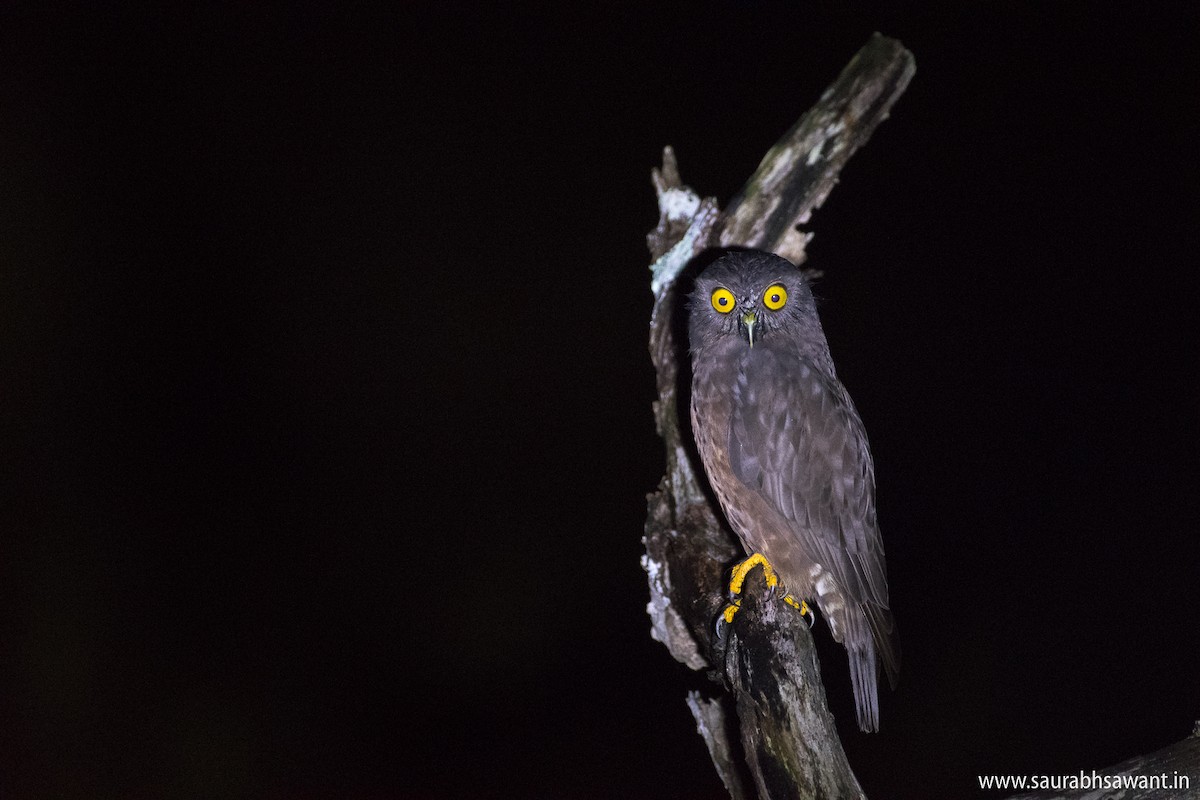 Hume's Boobook - Saurabh Sawant