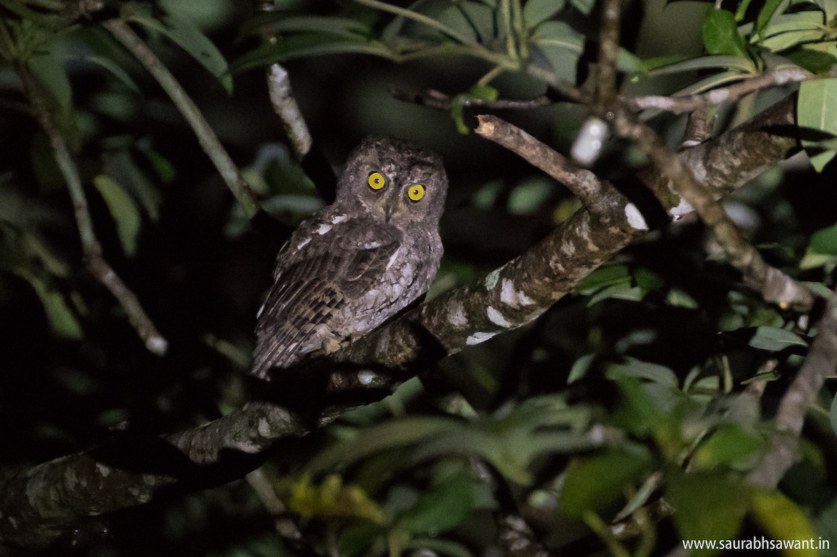 Oriental Scops-Owl (Walden's) - ML79200081