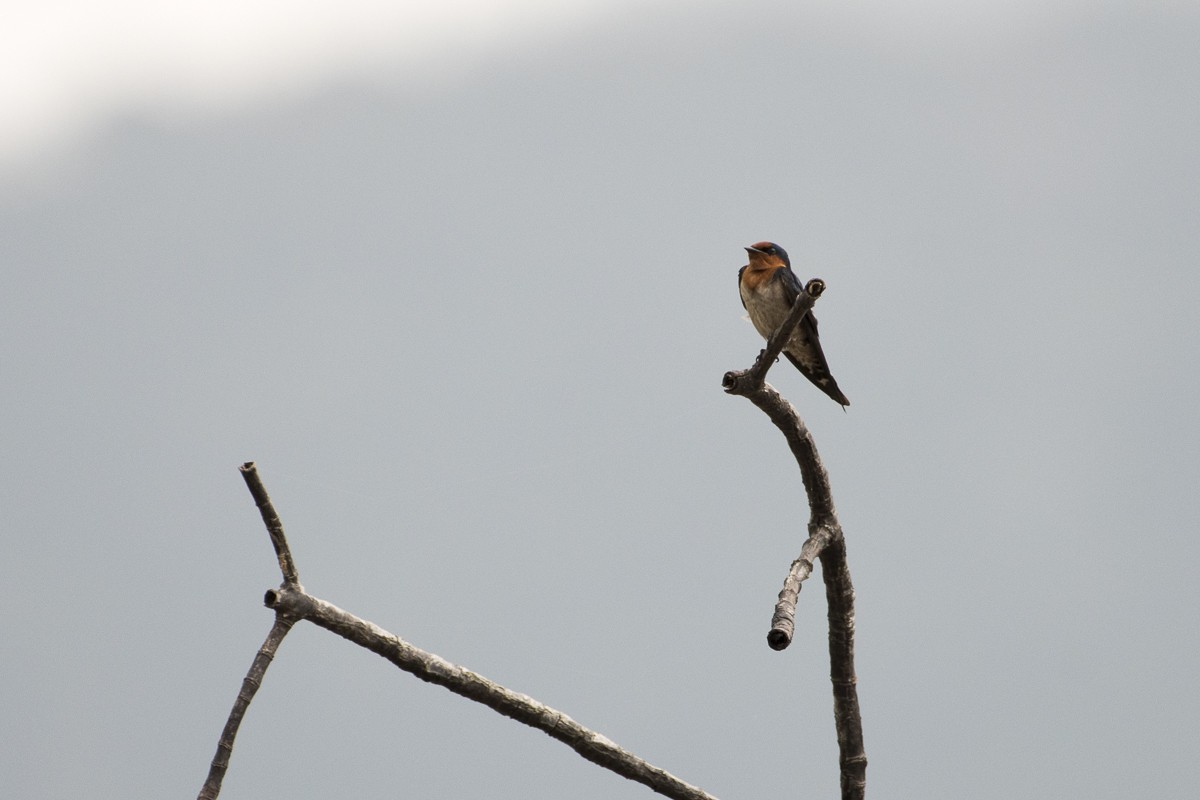 Pacific Swallow - ML79200261