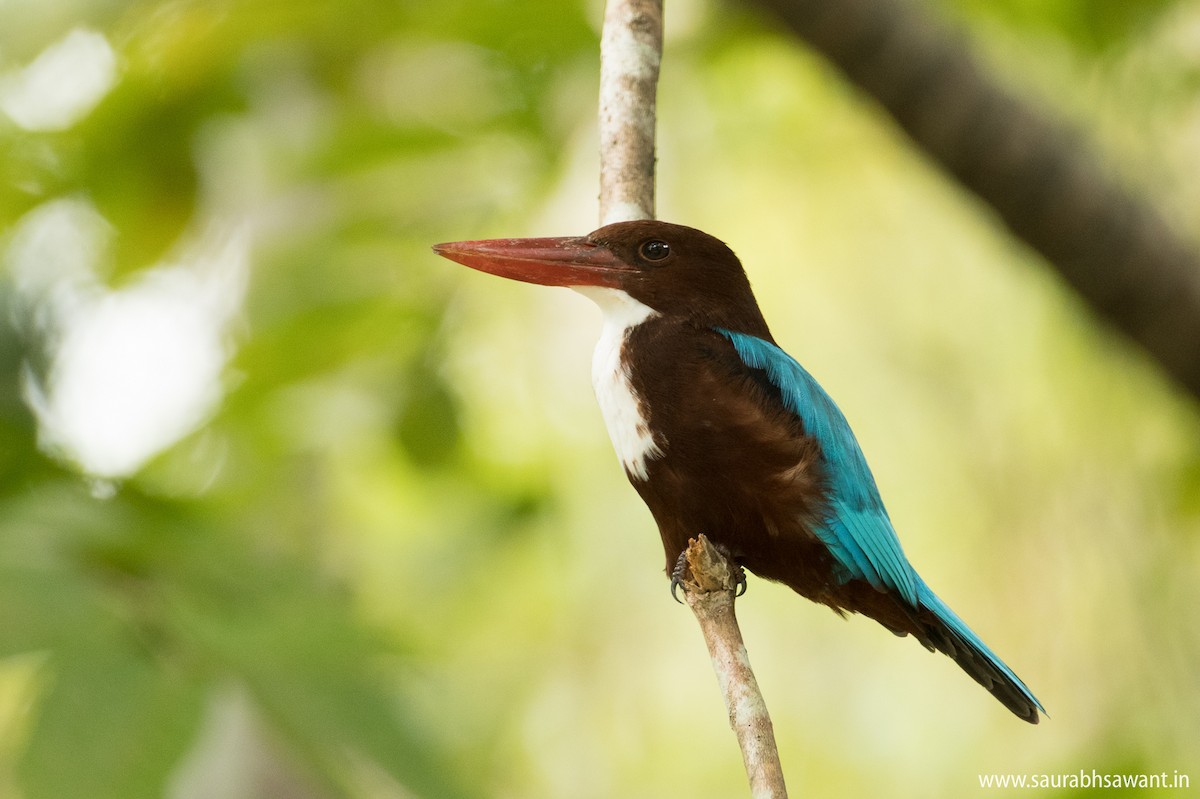 White-throated Kingfisher - ML79200361