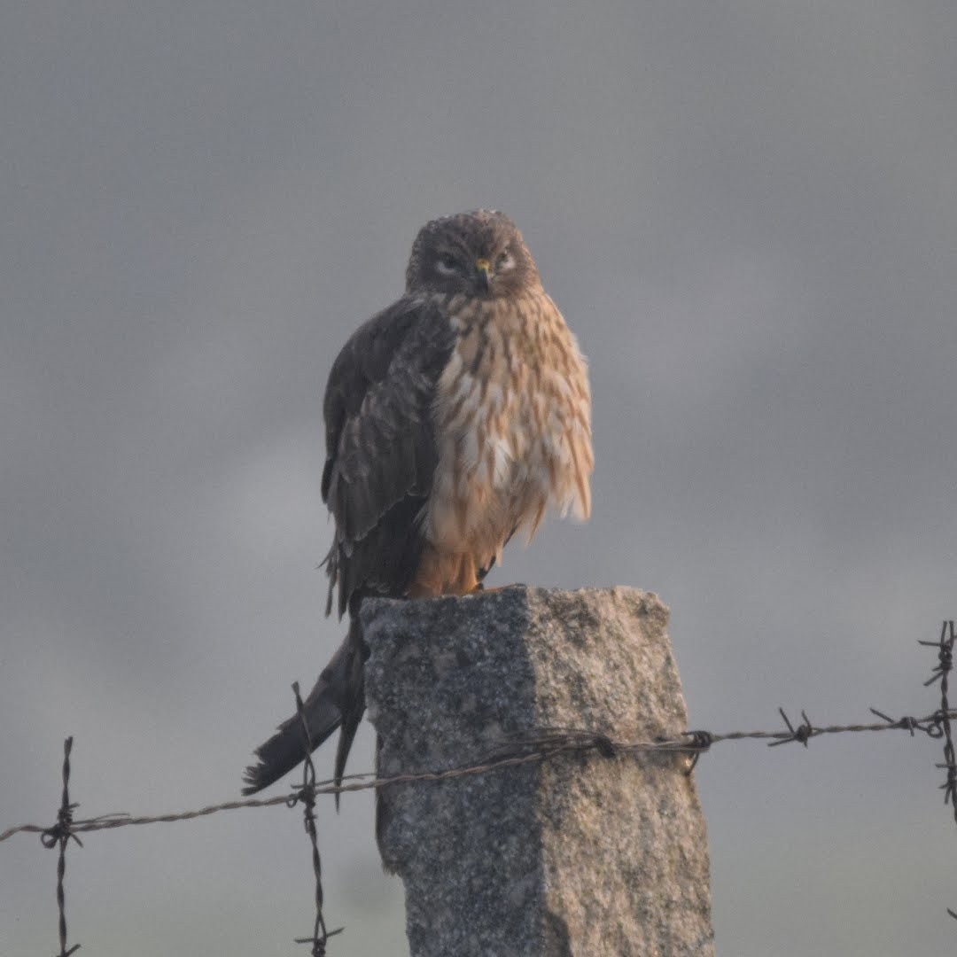 Montagu's Harrier - ML79200471