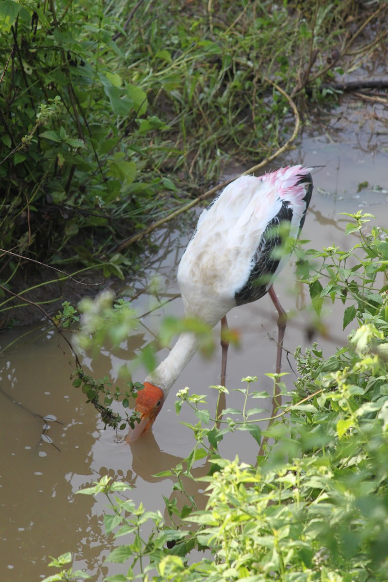 Painted Stork - ML79200831