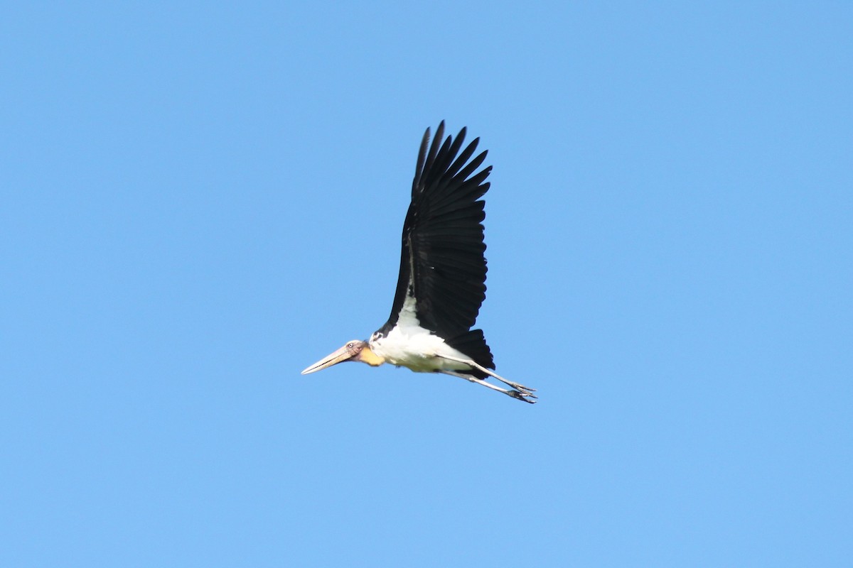 Lesser Adjutant - ML79200851