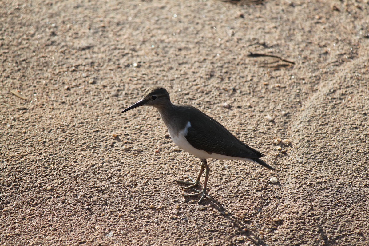 Common Sandpiper - Sean Banks