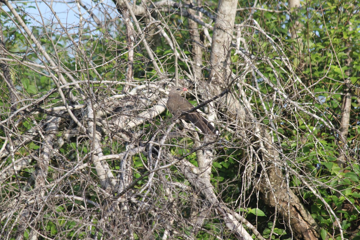 Sirkeer Malkoha - ML79201021