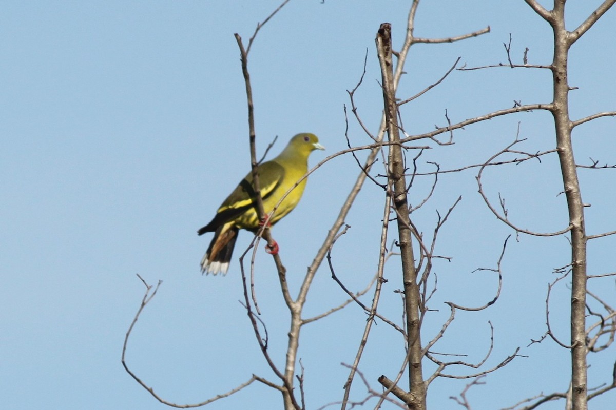 Orange-breasted Green-Pigeon - Sean Banks