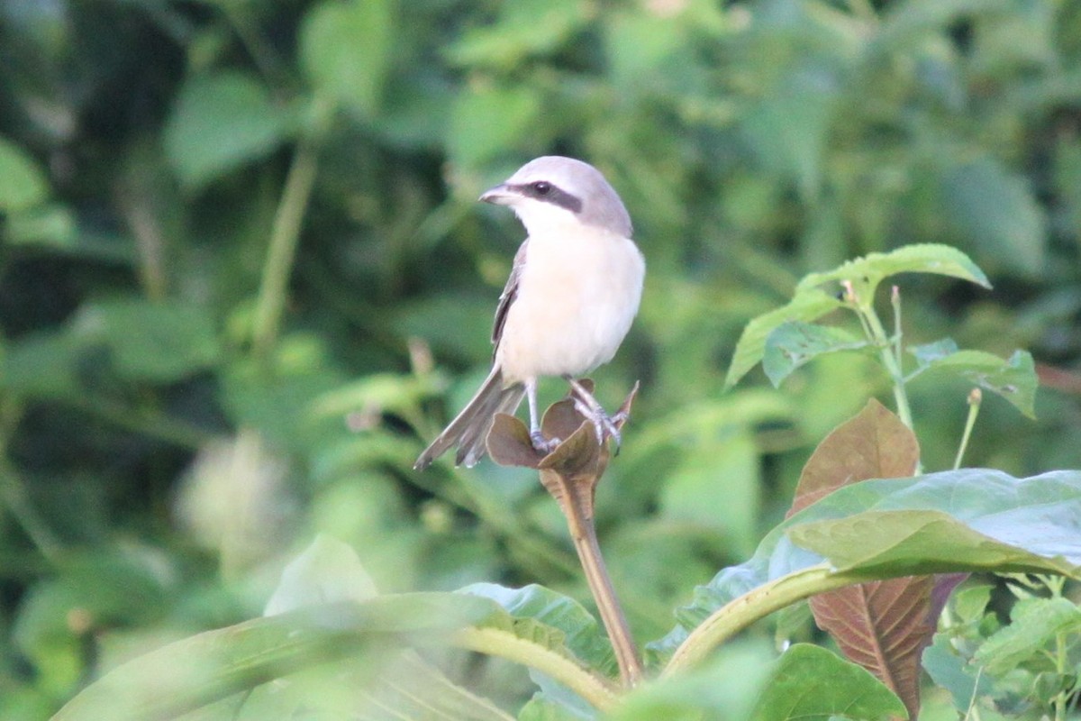 Brown Shrike - Sean Banks