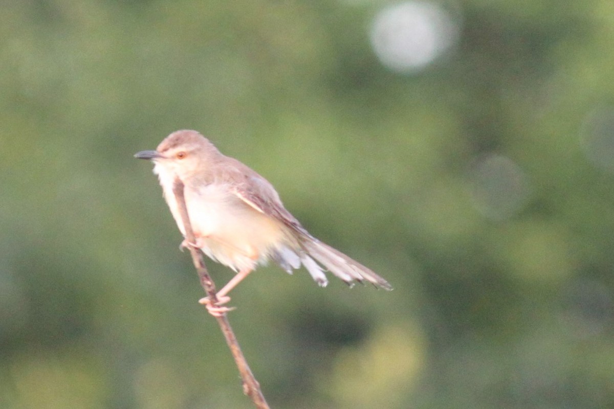 Plain Prinia - ML79201401