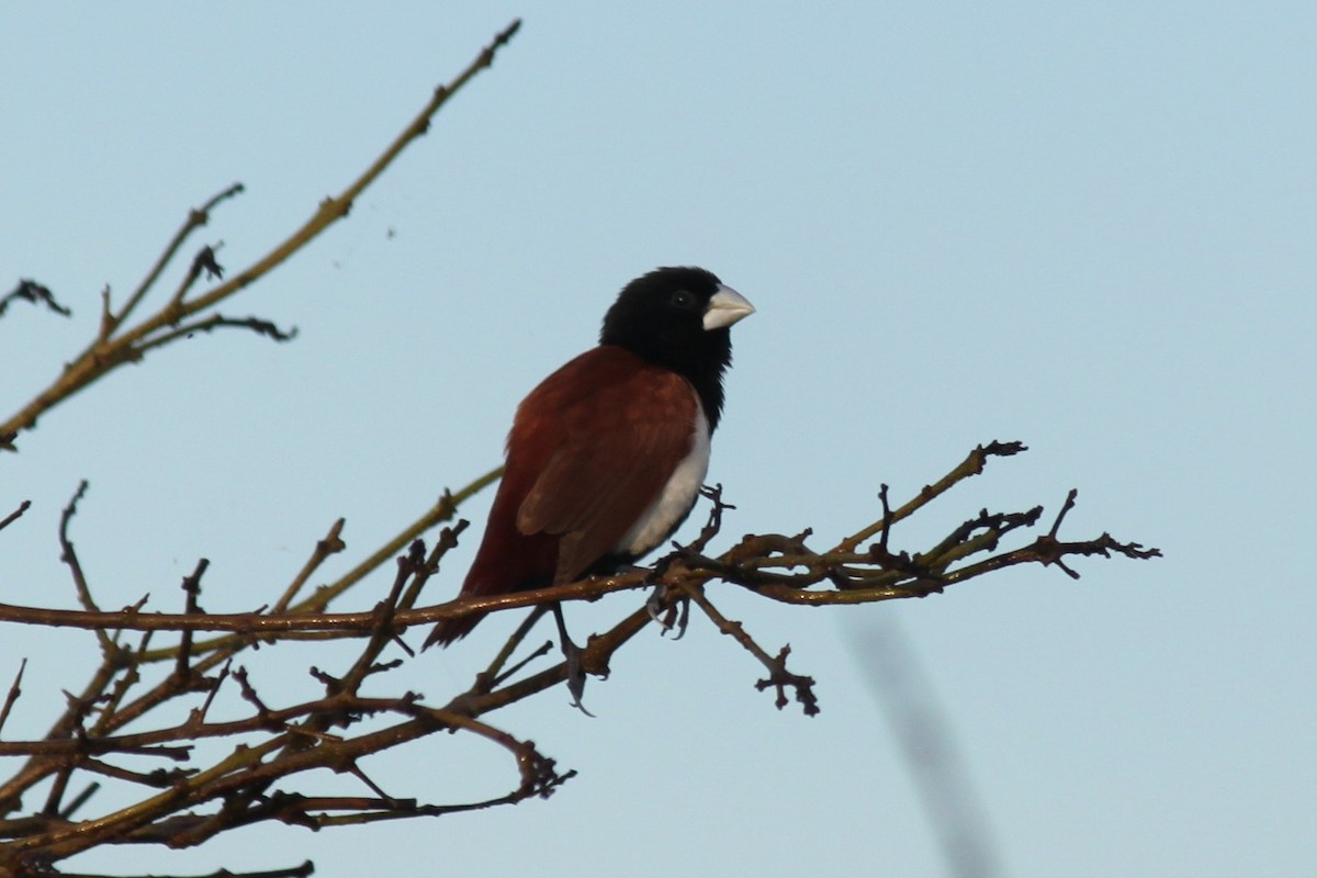 Tricolored Munia - ML79201871