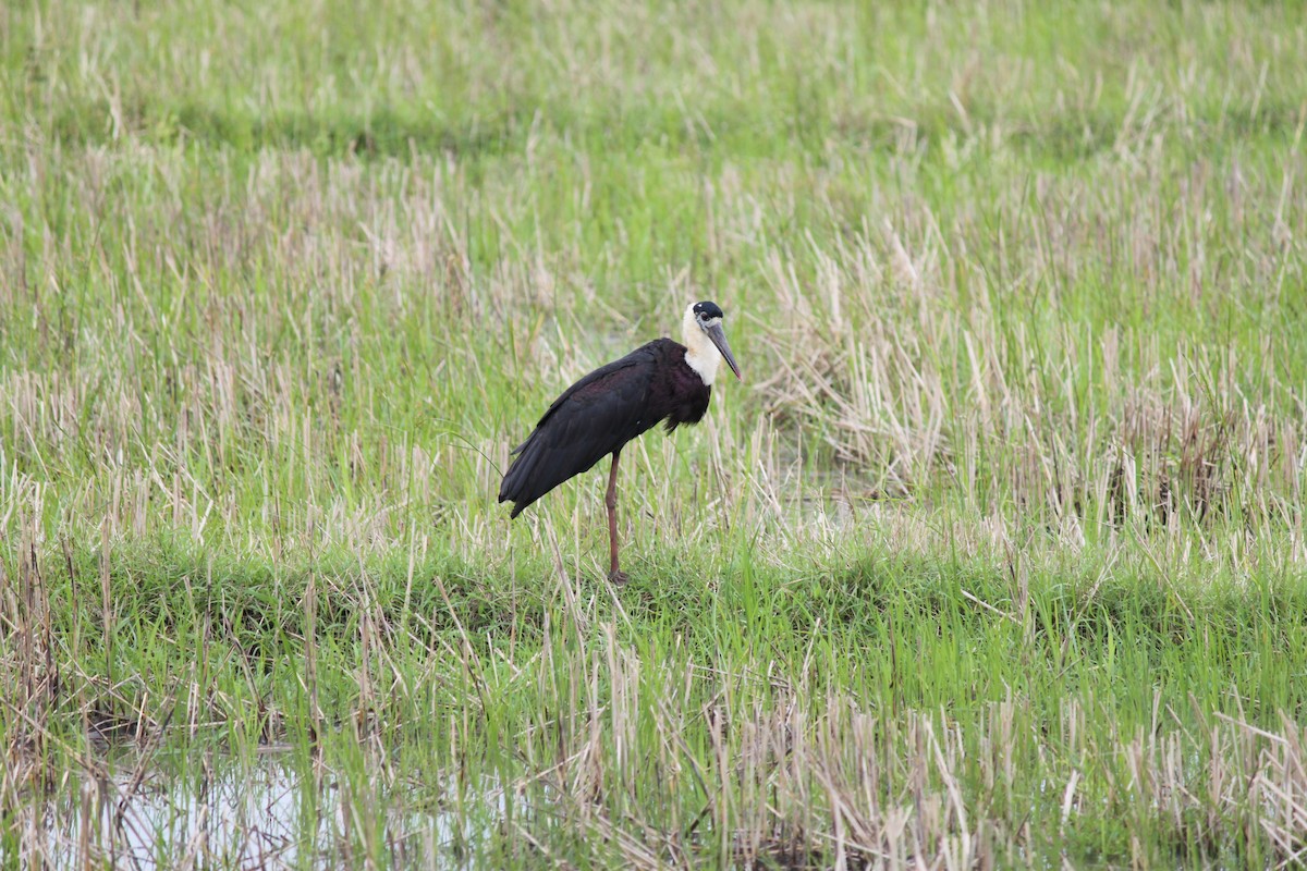 Asian Woolly-necked Stork - ML79202151