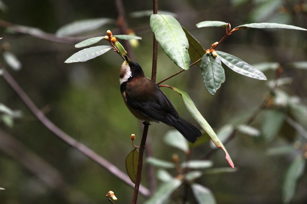 Eastern Spinebill - ML79202221