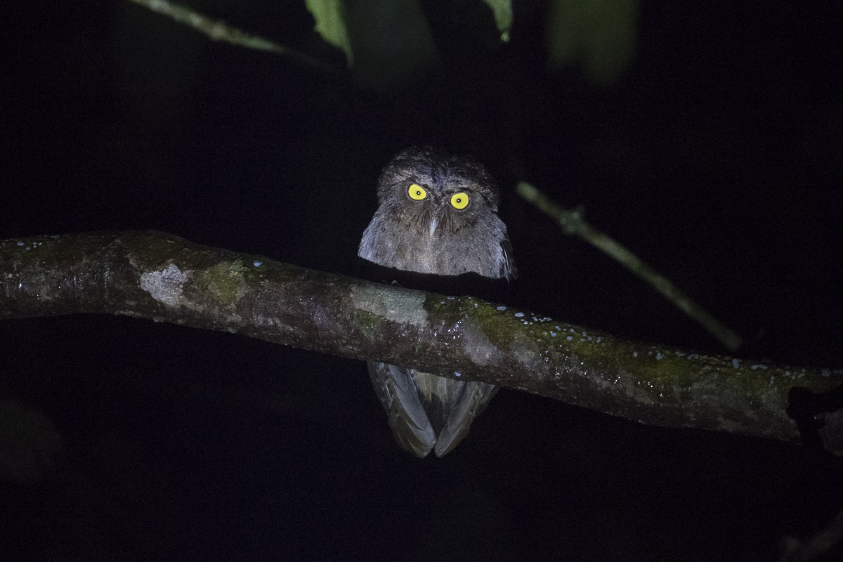 Andaman Scops-Owl - ML79202551