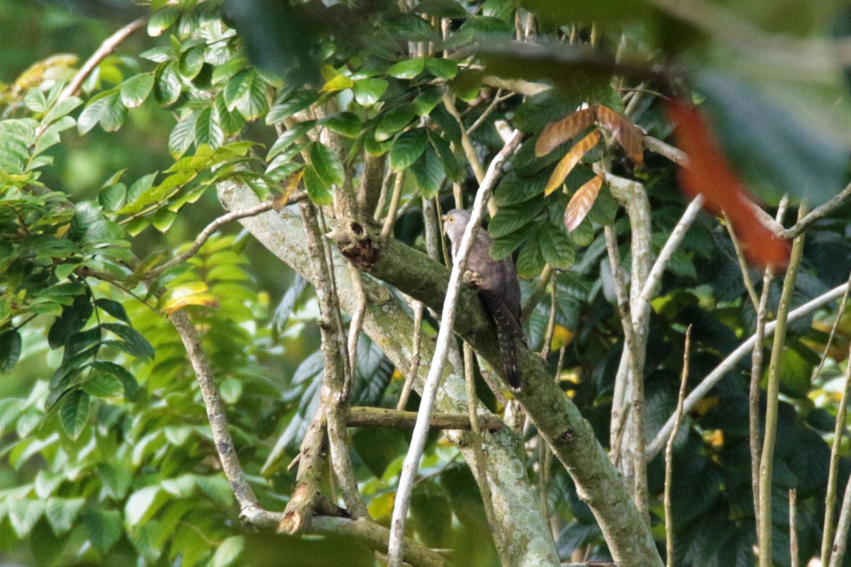 Indian Cuckoo - ML79204301