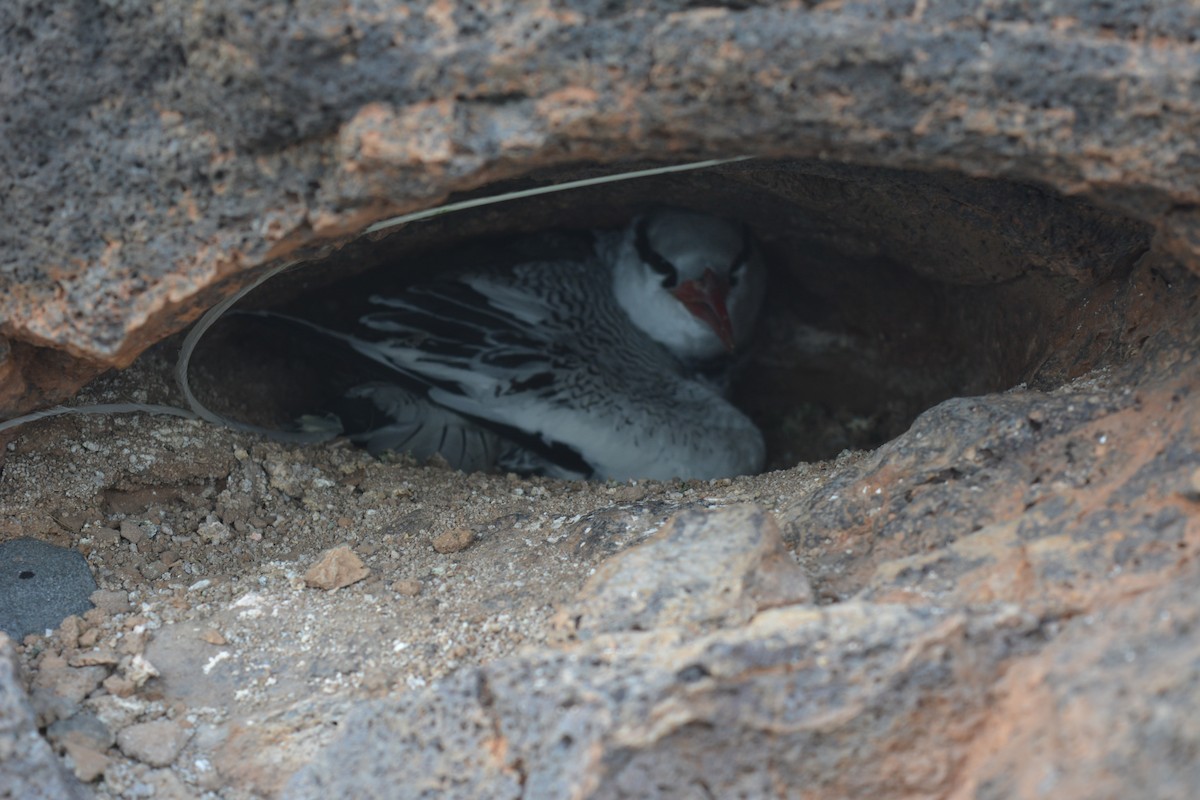 Red-billed Tropicbird - ML79209051