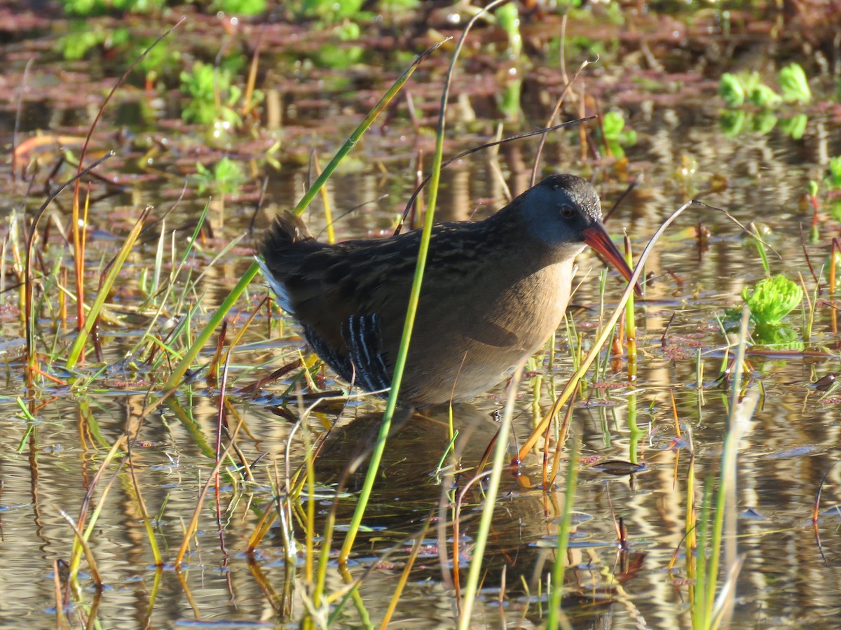 Virginia Rail - ML79209821