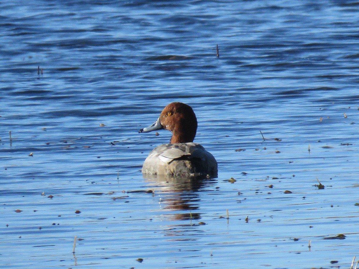 Redhead - ML79209971