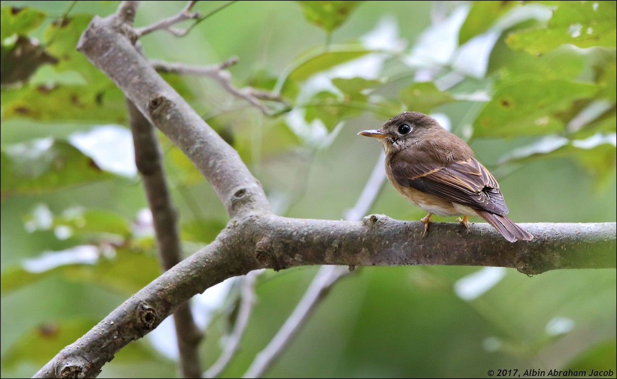 Brown-breasted Flycatcher - ML79210501