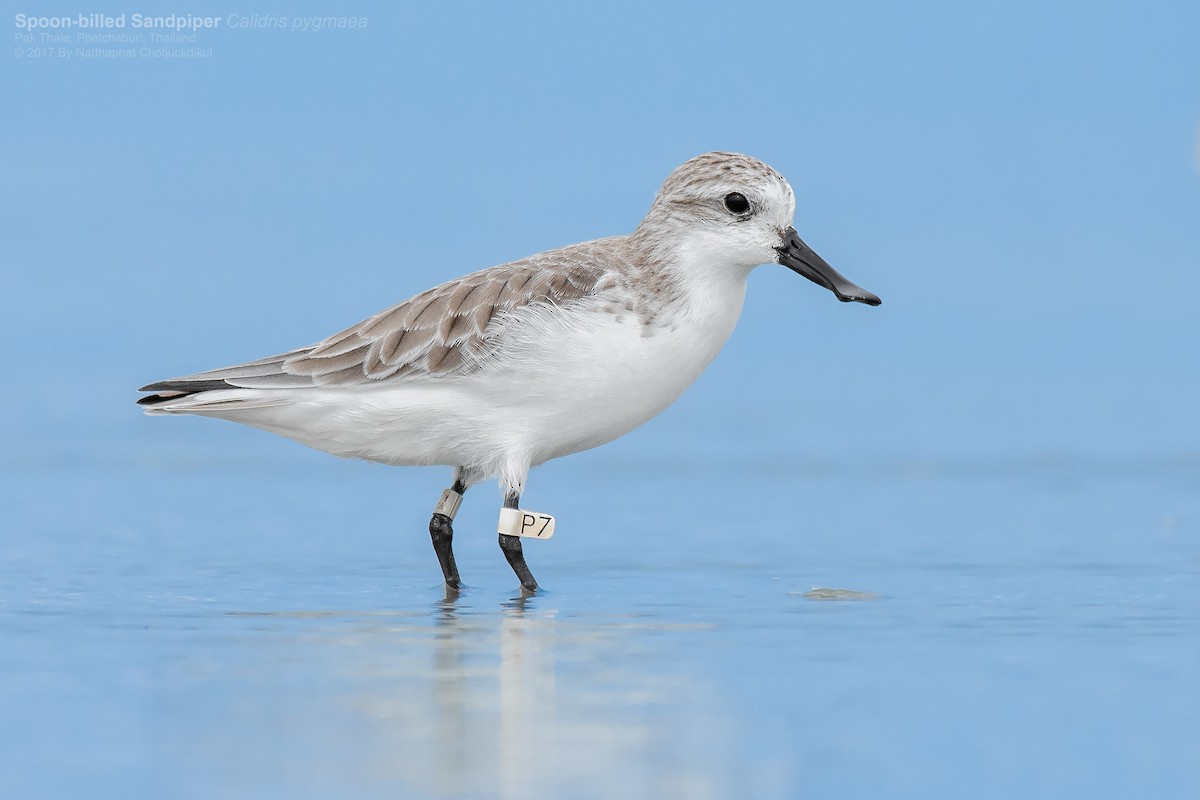Spoon-billed Sandpiper - Natthaphat Chotjuckdikul
