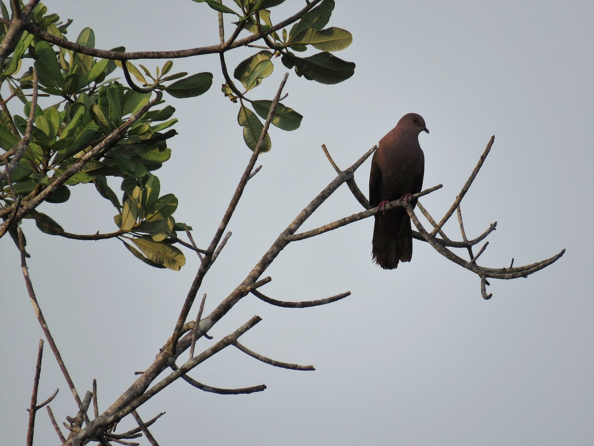 Ruddy Pigeon - Örjan Sjögren