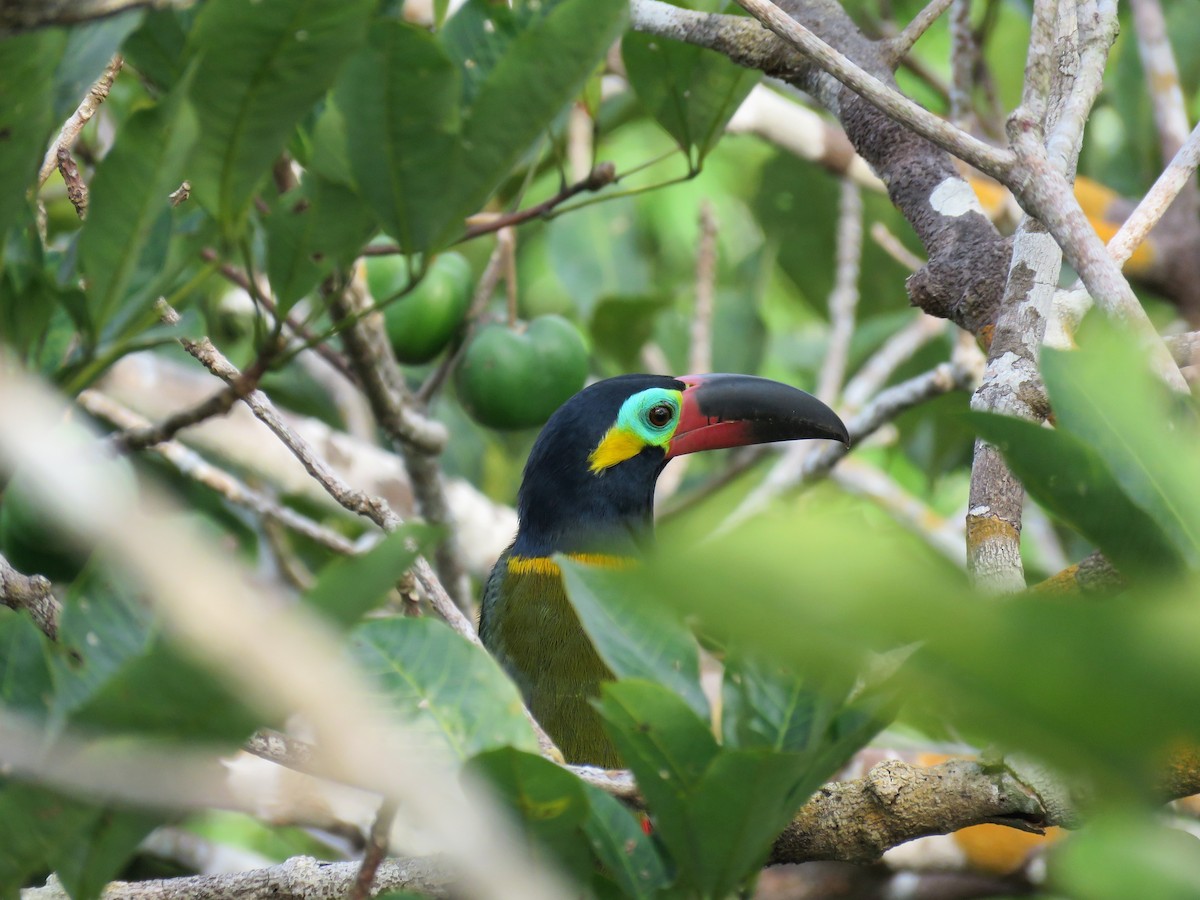 Guianan Toucanet - Örjan Sjögren