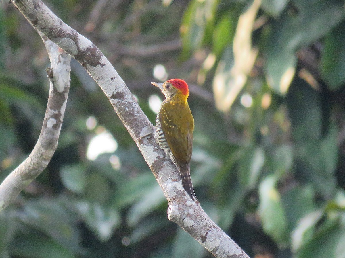 Golden-collared Woodpecker - ML79212611
