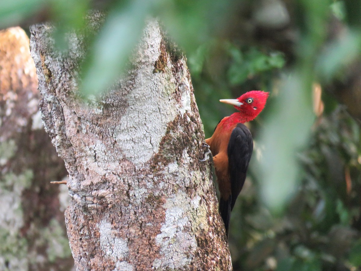 Red-necked Woodpecker - Örjan Sjögren