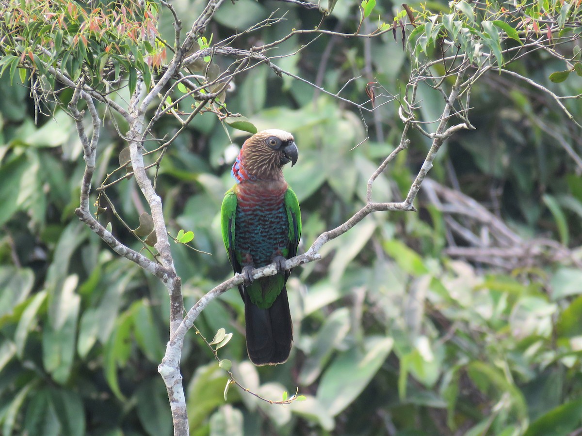 Red-fan Parrot - Örjan Sjögren