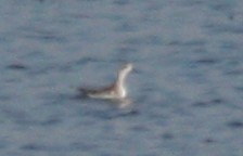 Red-necked Phalarope - ML79213141