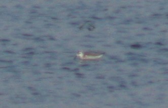 Red-necked Phalarope - ML79213181