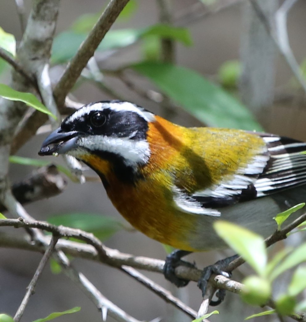 Western Spindalis - Ceri James