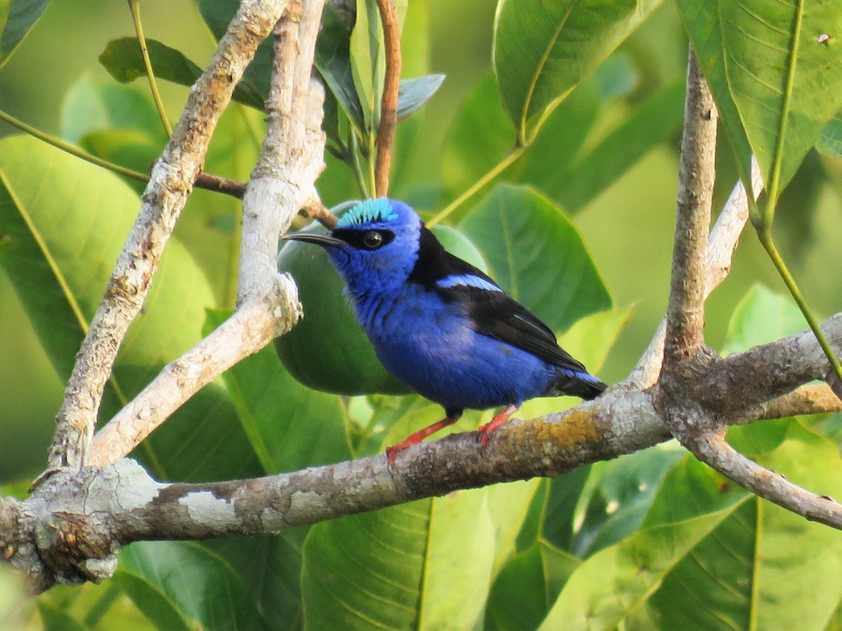 Red-legged Honeycreeper - Örjan Sjögren